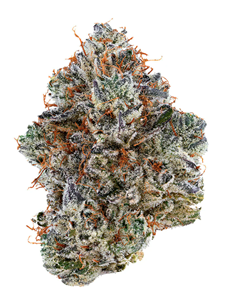 Tribal - Neon Sunshine - 3.5G