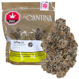 La Cantina - Organic (Lso) Godfather Og - 28G